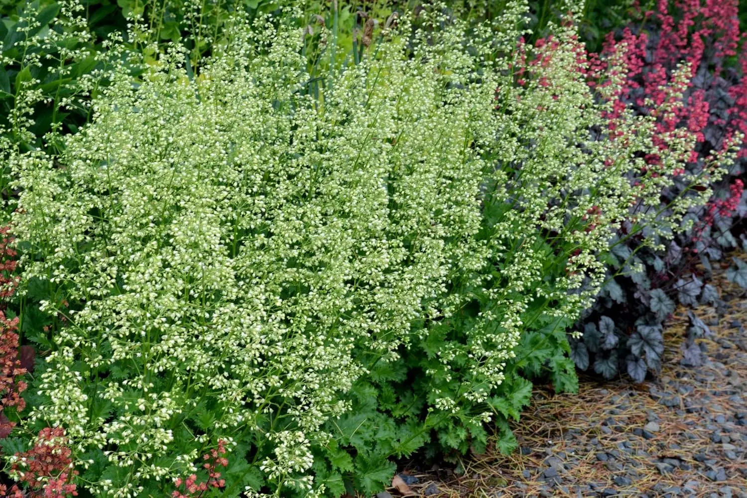 Heuchera Hybride 'Apple Crisp', Purpurglöckchen Staude mit rotbraunen Blättern, auf natürlichem Gartenboden.