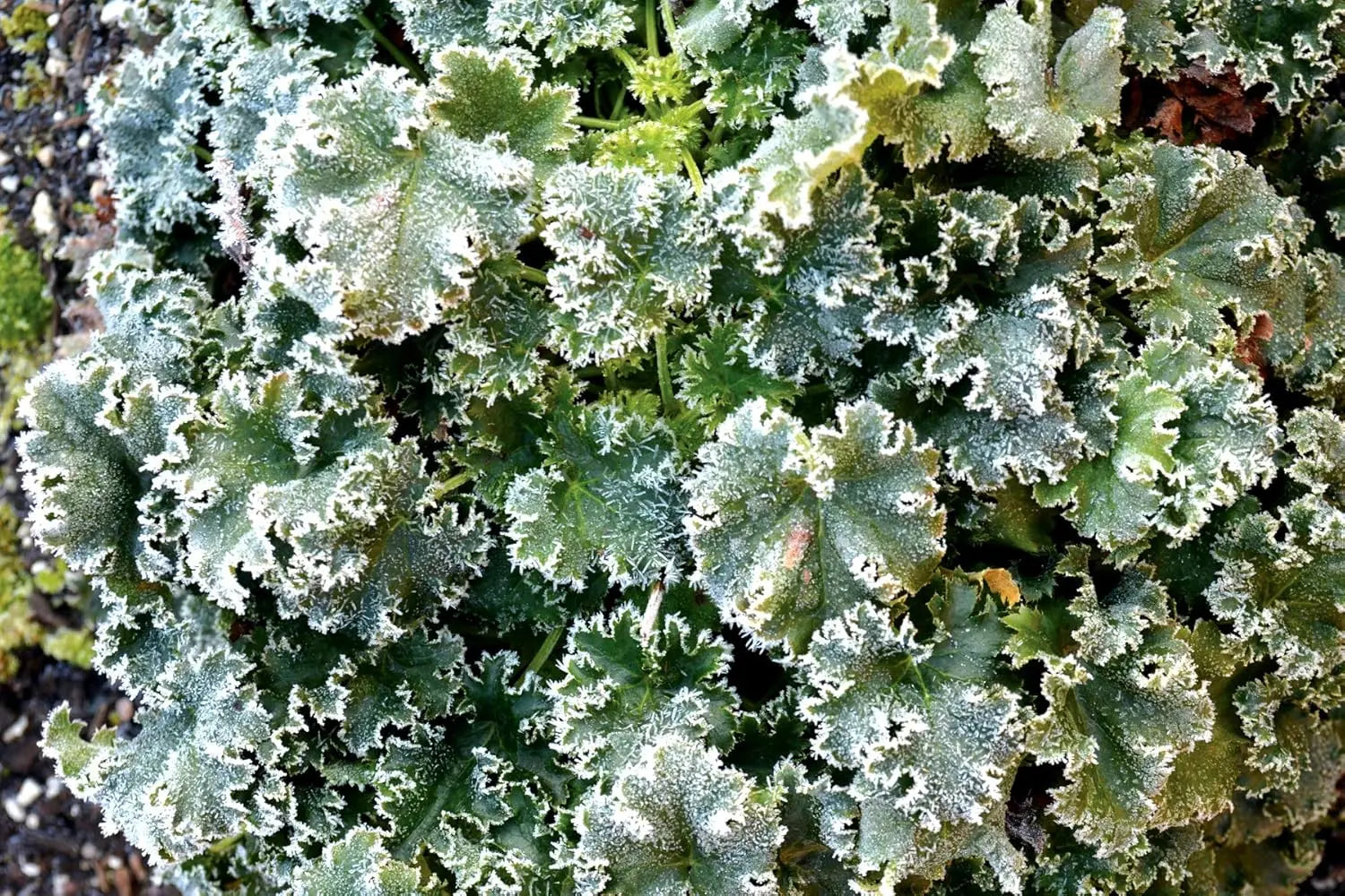 Heuchera Hybride 'Apple Crisp' Purpurglöckchen Staude von Stauden Gänge, grüne bis rote Blätter, gut sichtbar im Garten.