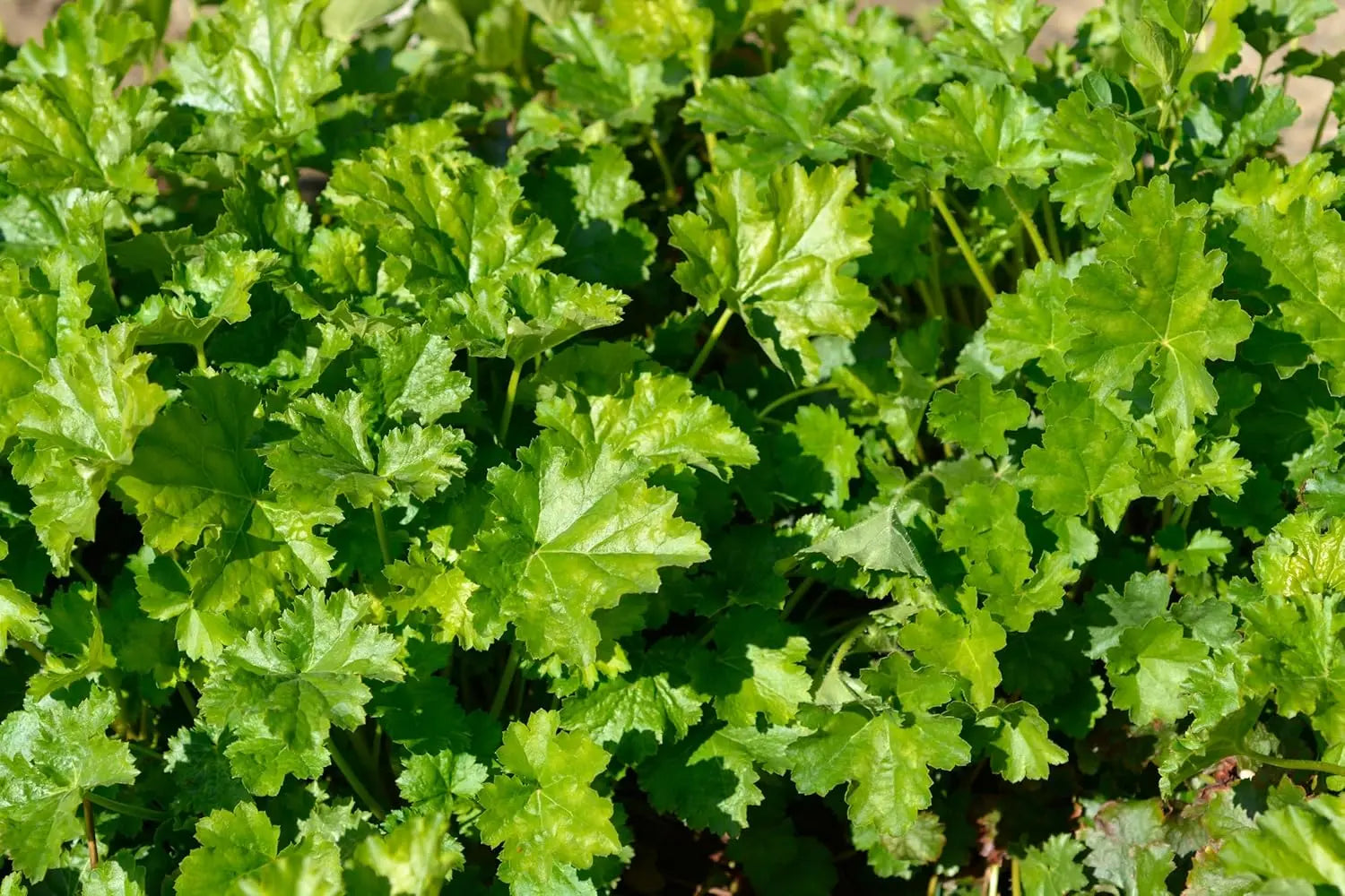 Heuchera Hybride 'Apple Crisp' Staude mit purpurrotem Laub, von Stauden Gänge, detailreiches Bild der Staude