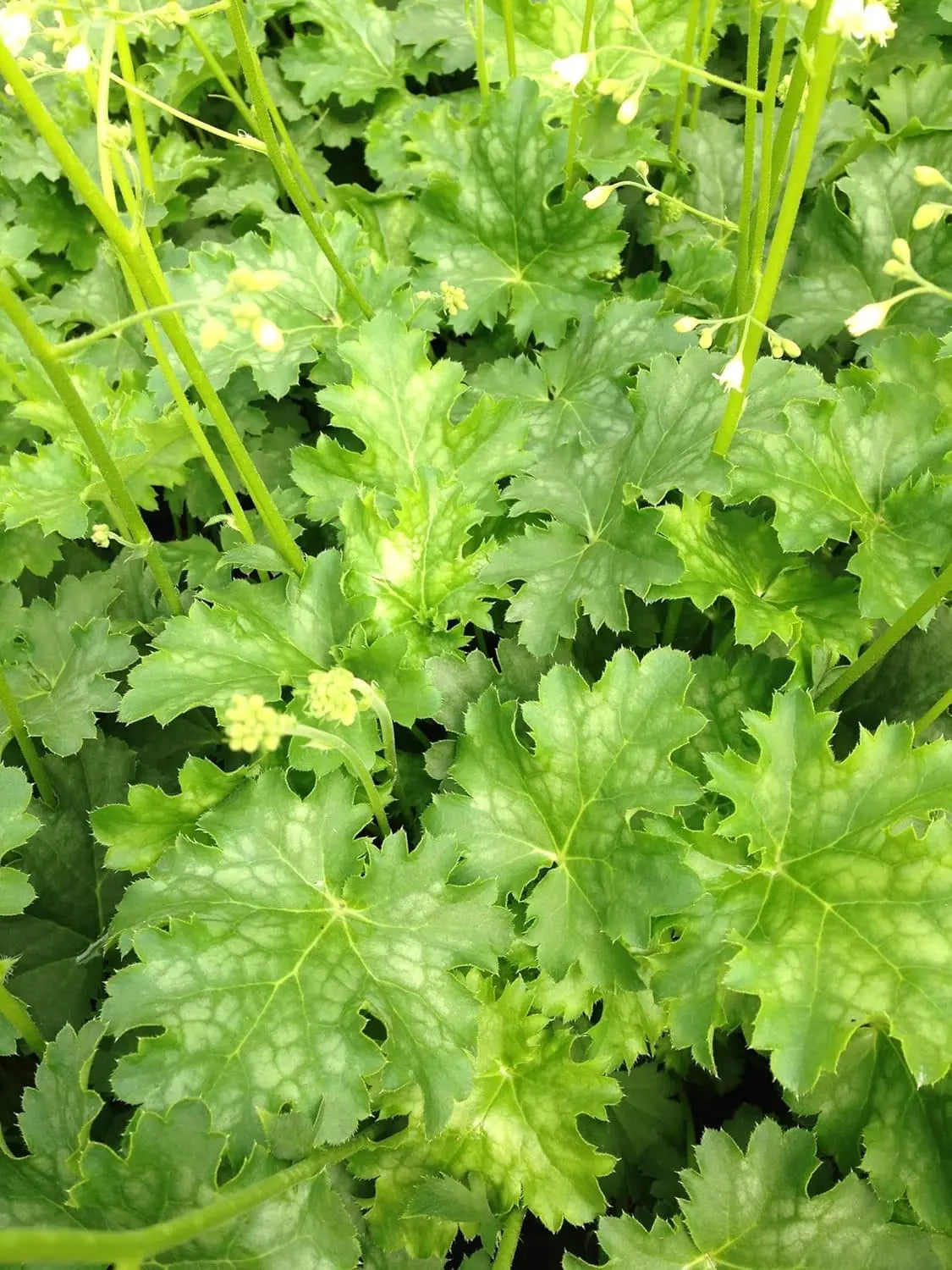 Heuchera Hybride 'Apple Crisp' Purpurglöckchen, Staude mit bunten, gezackten Blättern, von Stauden Gänge.