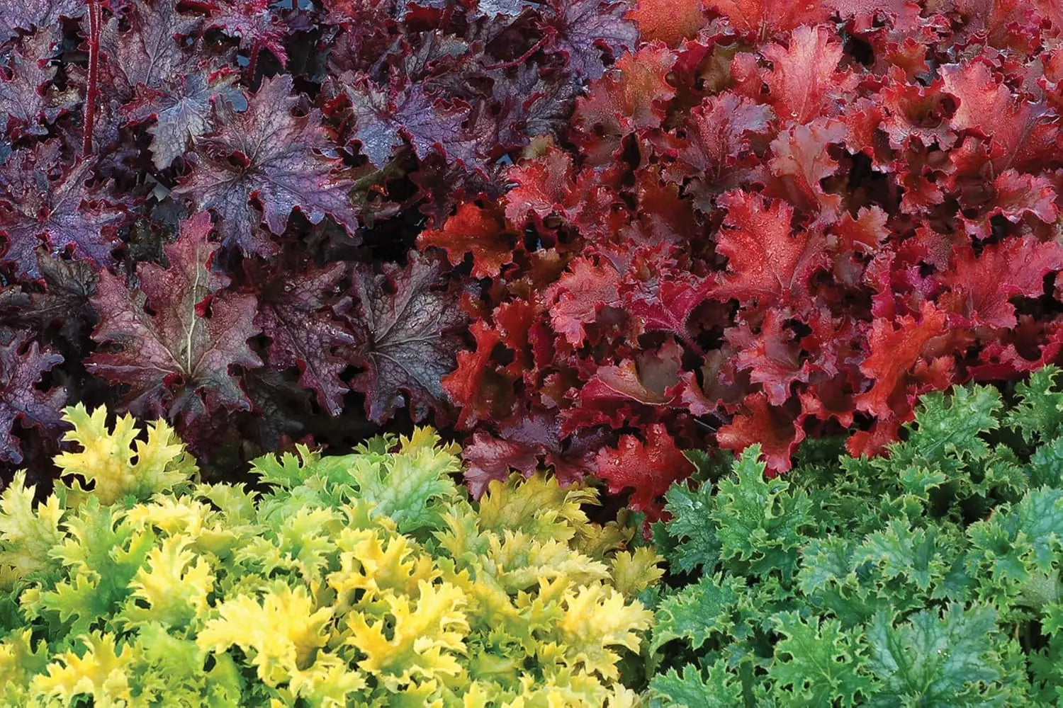 Heuchera Hybride 'Apple Crisp' purpurrote Staude mit dekorativen Blättern, wächst als Staude bei Stauden Gänge