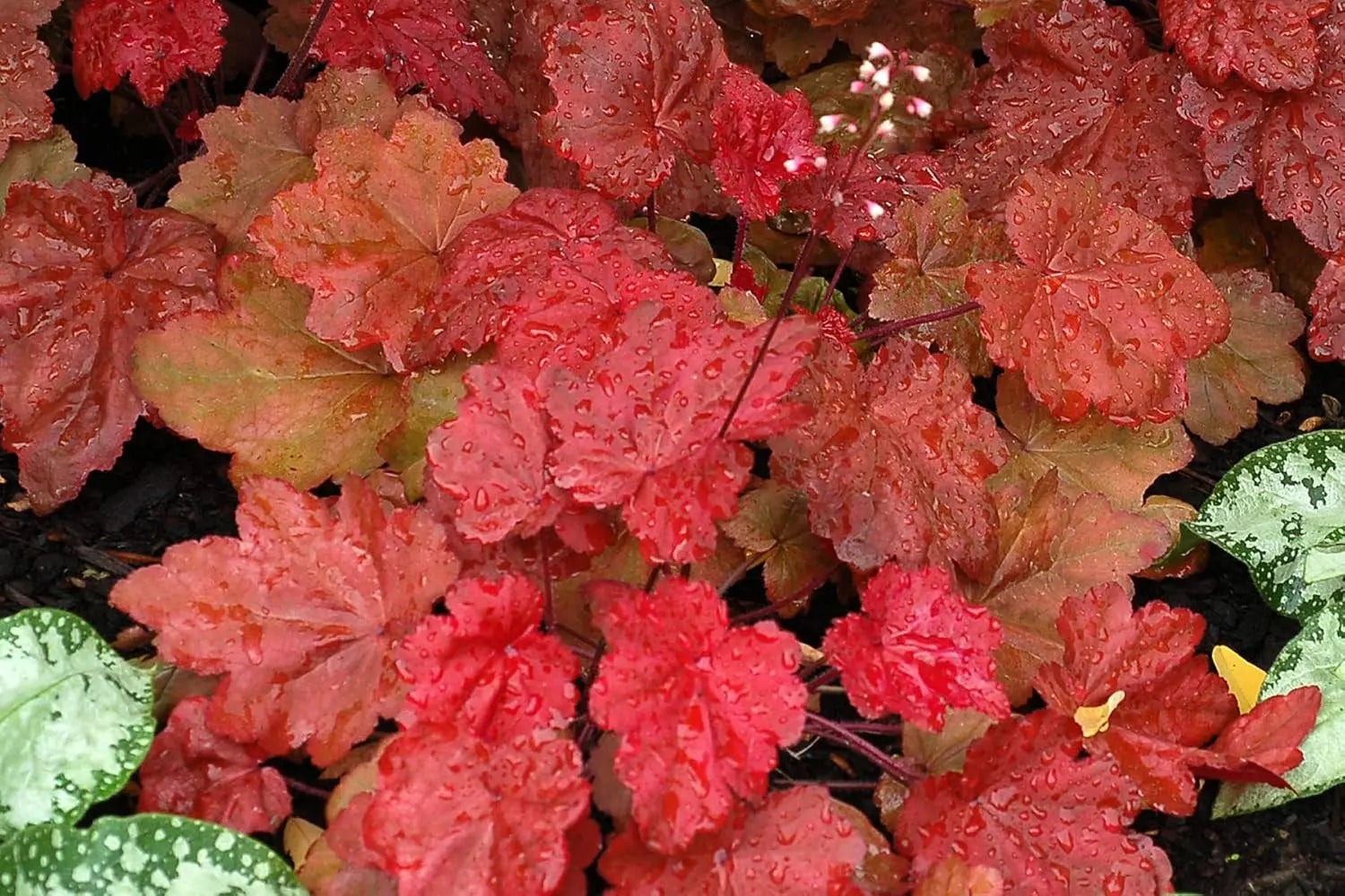 Rote Heuchera Hybride 'Autumn Leaves' Staude mit buntem Laub, von Stauden Gänge, im Garten fotografiert