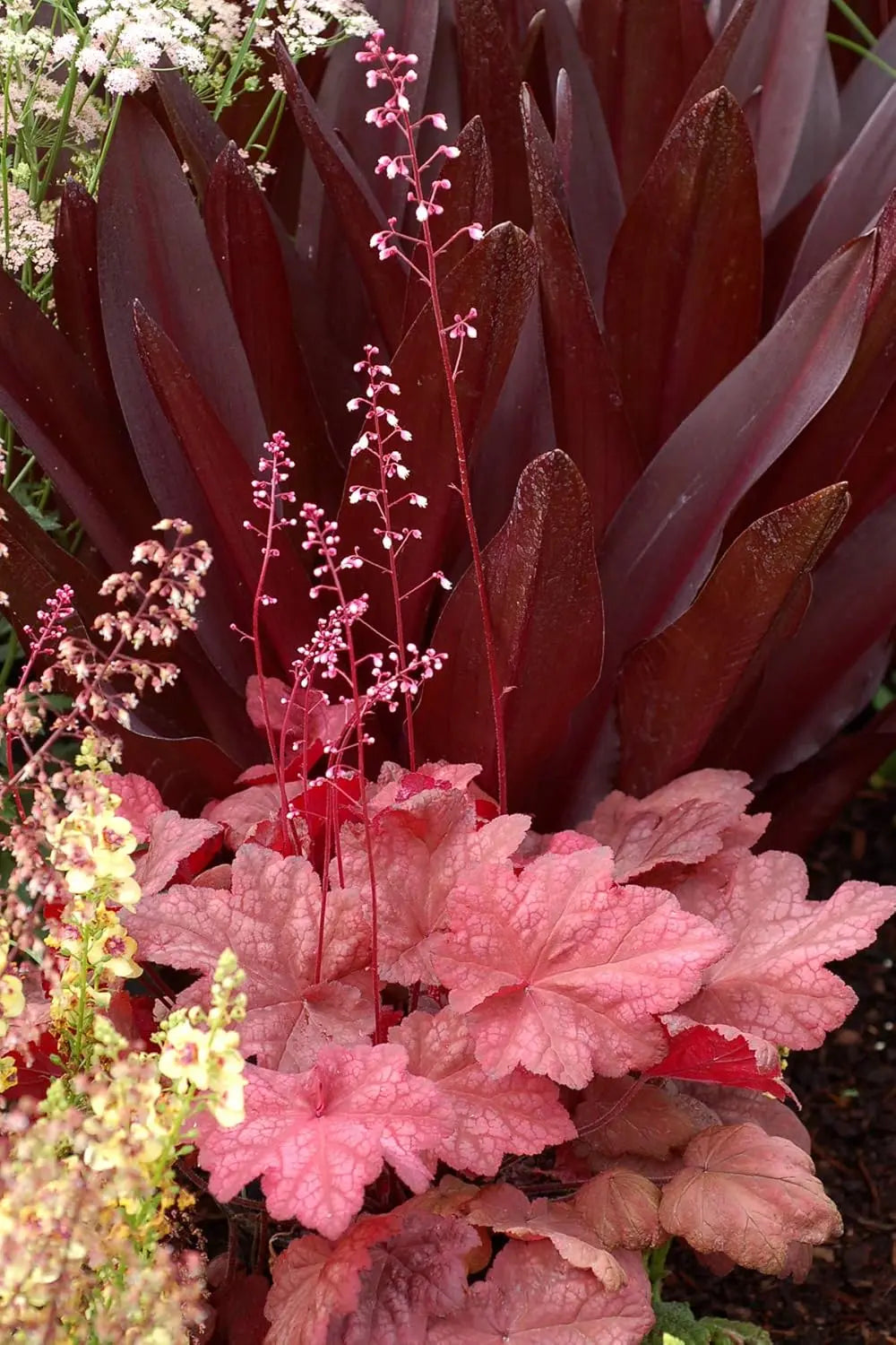 Heuchera Hybride 'Autumn Leaves' Staude mit roten Blättern, Pflanze von Stauden Gänge, Nahaufnahme der Blattstruktur