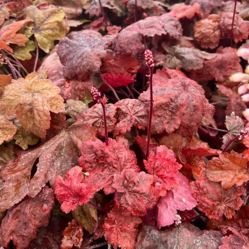 Rotes Heuchera Hybrid 'Autumn Leaves' als Staude mit bunten Blättern, perfekt für Gartenbeete und Staudenbeete.