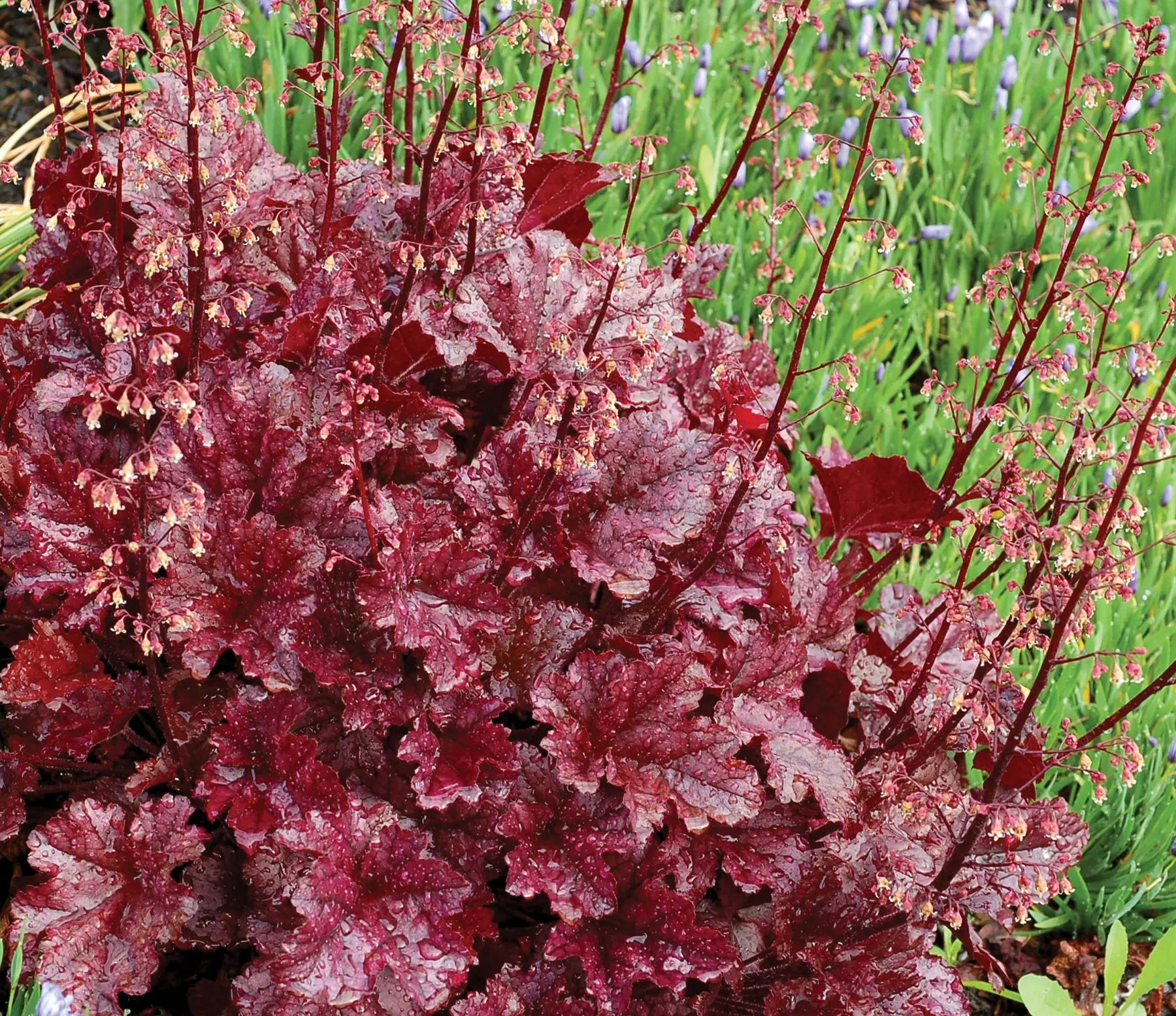 Heuchera Hybride 'Berry Marmalade' Purpurglöckchen Staude, Stauden Gänge, buntes Laub, im Garten gepflanzt