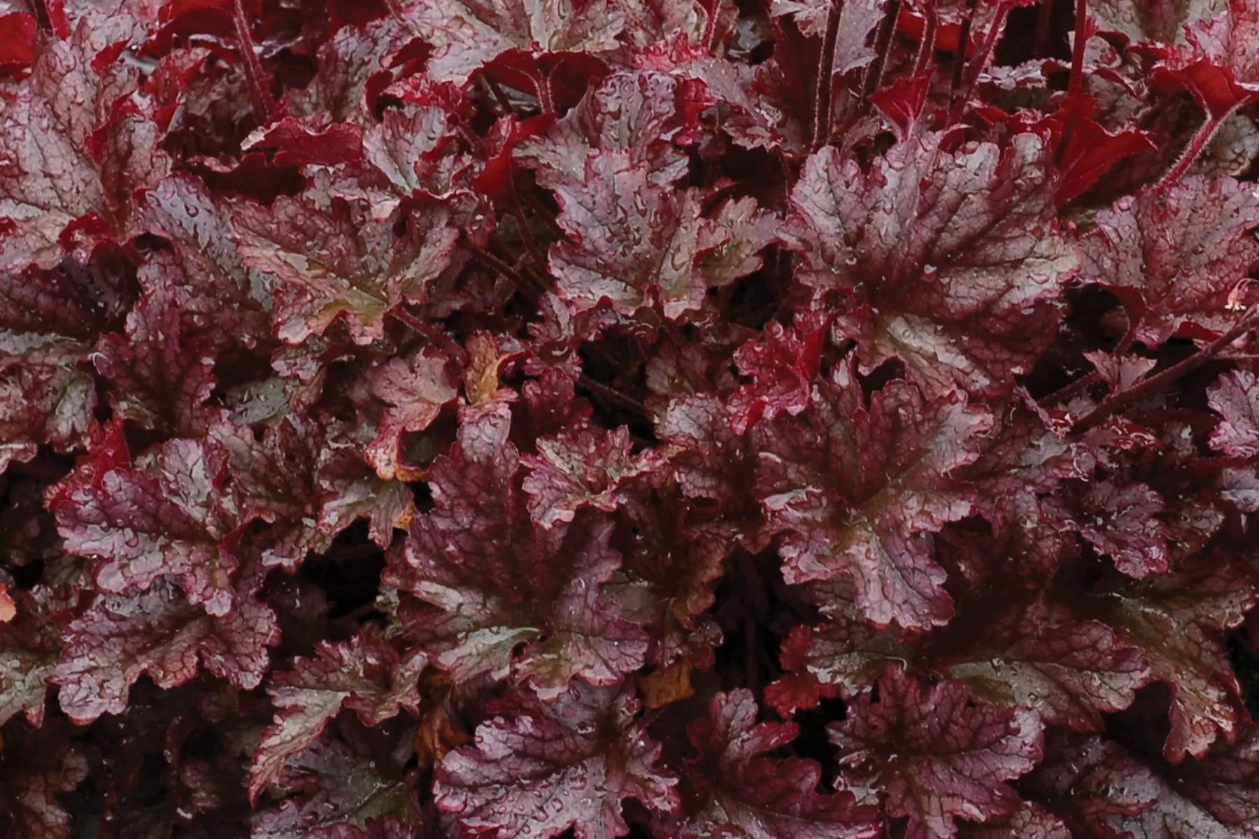 Heuchera Hybride 'Berry Marmalade', Purpurglöckchen Staude mit bunten Blättern, von Stauden Gänge.