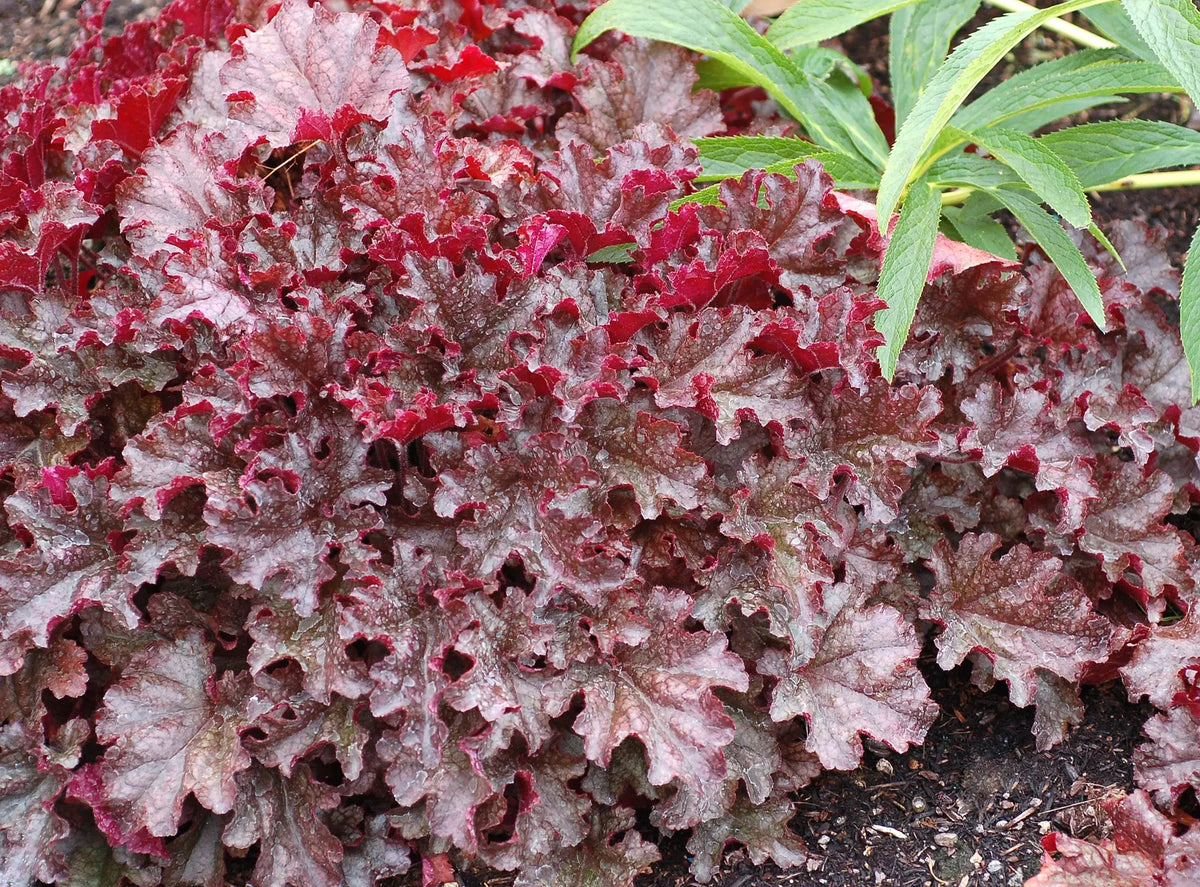 Heuchera Hybride 'Berry Marmalade', Purpurglöckchen Staude von Stauden Gänge, mit roten Blättern und zarten Blüten.