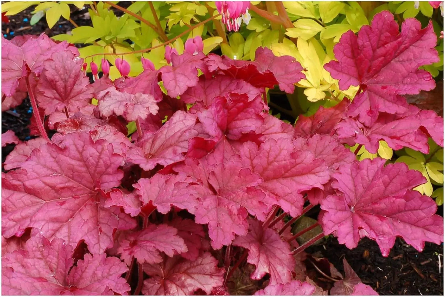 Heuchera Hybride 'Berry Smoothie' Purpurglöckchen Staude, grüne Blätter mit rot-violetten Tönen, in Gartenumgebung