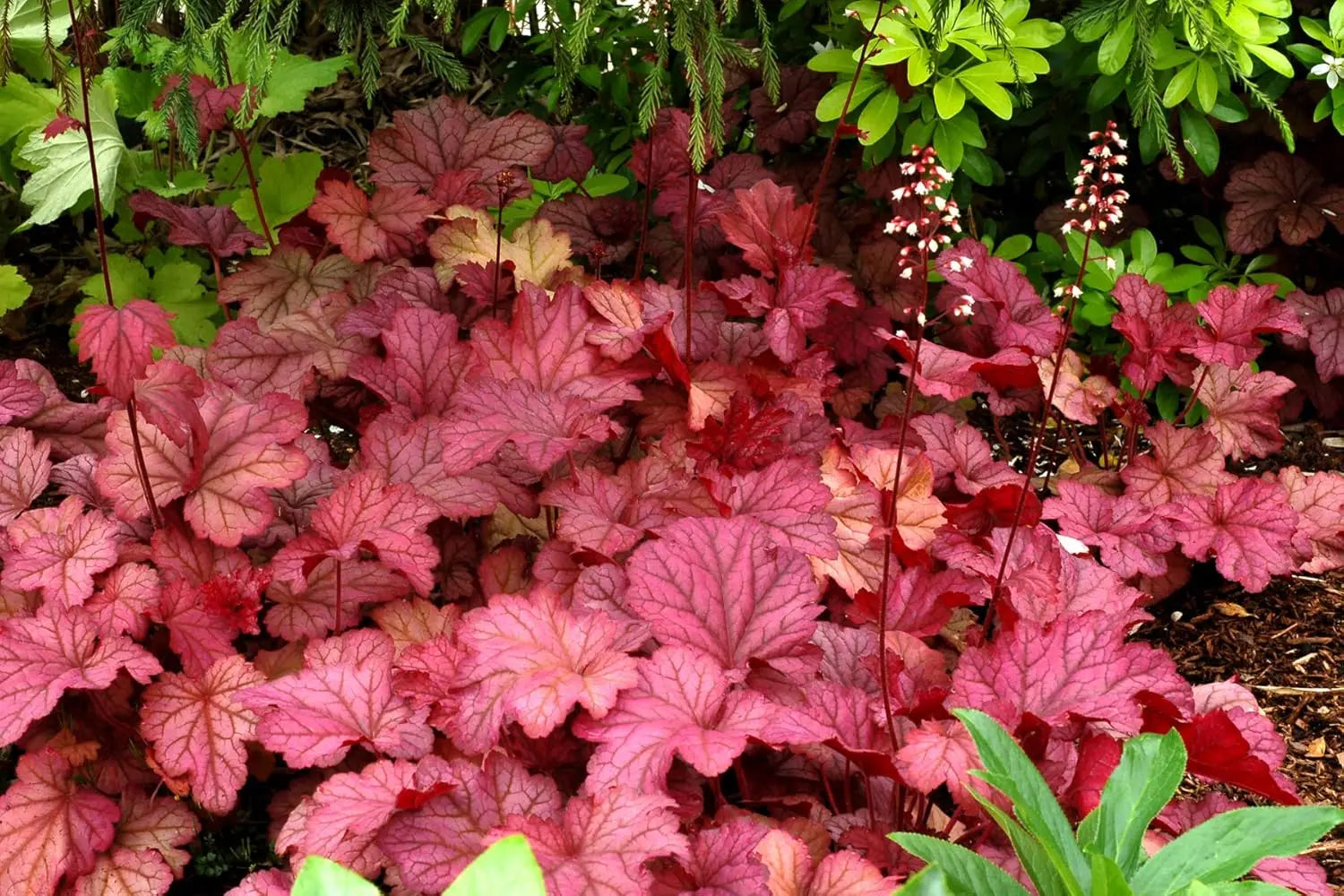 Heuchera Hybride 'Berry Smoothie' Staude mit dunkelroten Blättern, frisch im Garten gepflanzt, von Stauden Gänge.