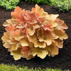Heuchera Hybride 'Caramel' mit orange-braunen Blättern, Staude von Stauden Gänge, Nahaufnahme der Pflanze.