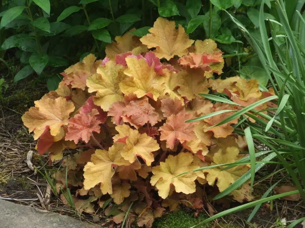 Heuchera Hybride 'Caramel' als purpurglöckchenartige Staude von Stauden Gänge, mit bunten Blättern und dekorativen Blüten.