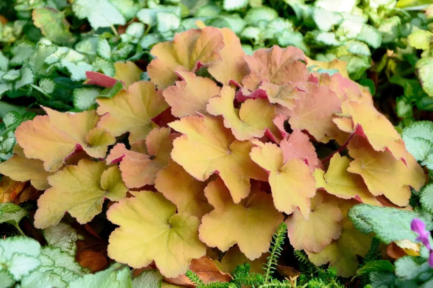 Heuchera Hybride 'Caramel' - Purpurglöckchen Staude von Stauden Gänge, mit bunten, gefiederten Blättern und zarten Blüten.