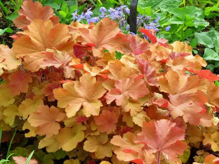 Heuchera Hybride 'Caramel' Staude mit karamellfarbenen Blättern, von Stauden Gänge, detailreiche Nahaufnahme