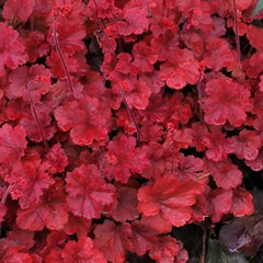 Rote Heuchera Hybride 'Cherry Cola' Staude mit roten Blättern, Pflanze von Stauden Gänge, Nahaufnahme der Blätter