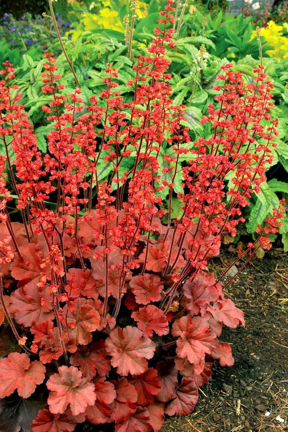 Rote Heuchera Hybride 'Cherry Cola' Staude von Stauden Gänge mit dunkelroten Blättern, perfekt für Garten und Balkonkasten.