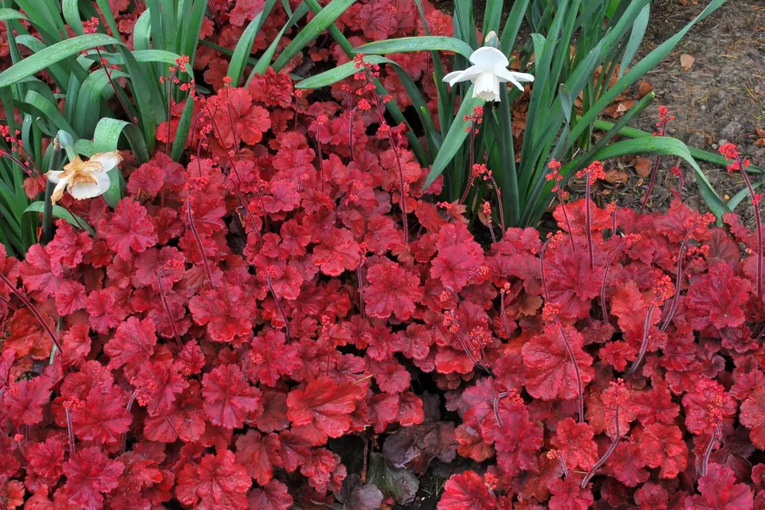 Rote Heuchera Hybride 'Cherry Cola' Staude von Stauden Gänge mit dunkelroten Blättern, detaillierte Nahaufnahme der Pflanze