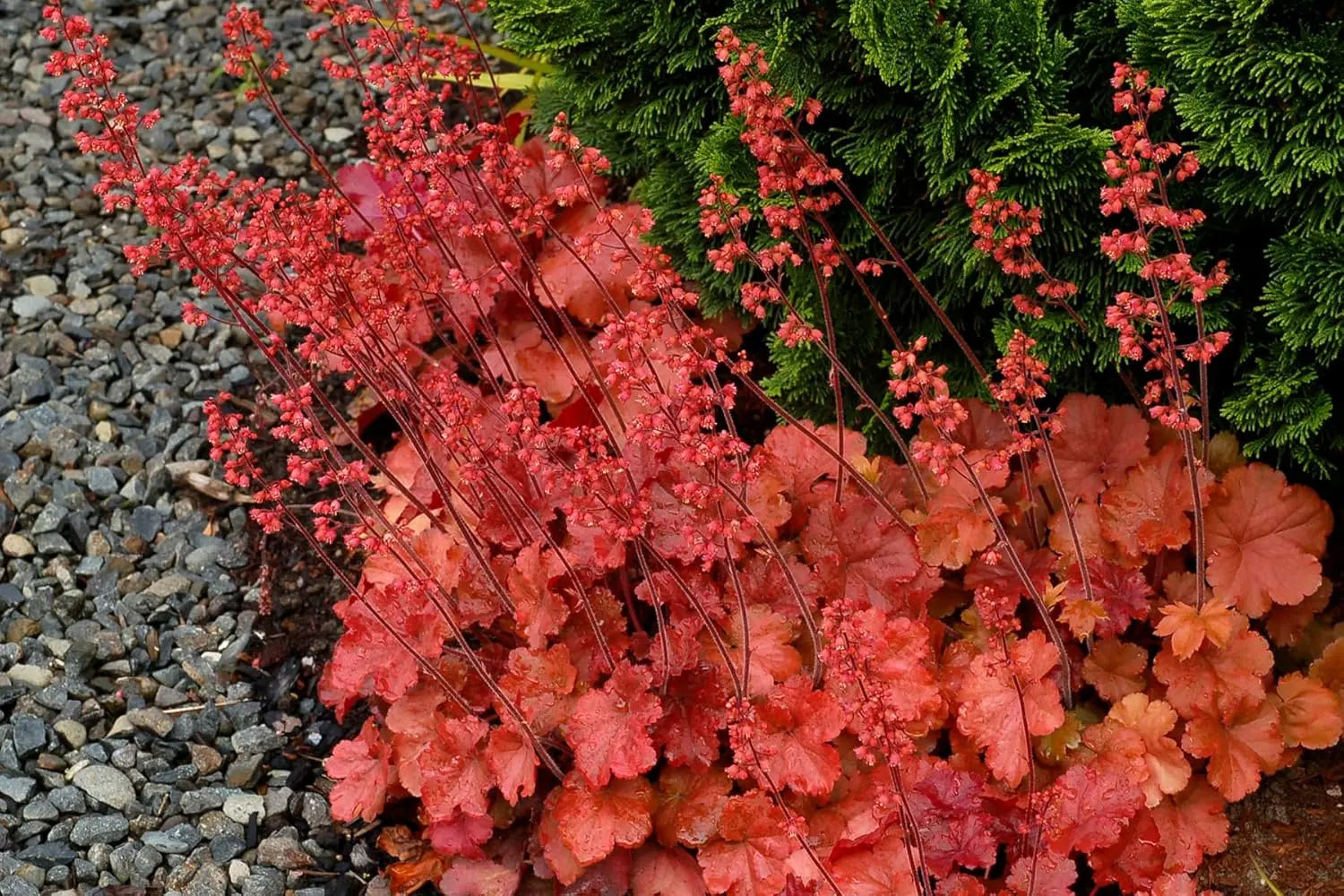 Rotes Heuchera Hybride 'Cherry Cola' als Staude, mit auffälligen roten Blättern, von Stauden Gänge.