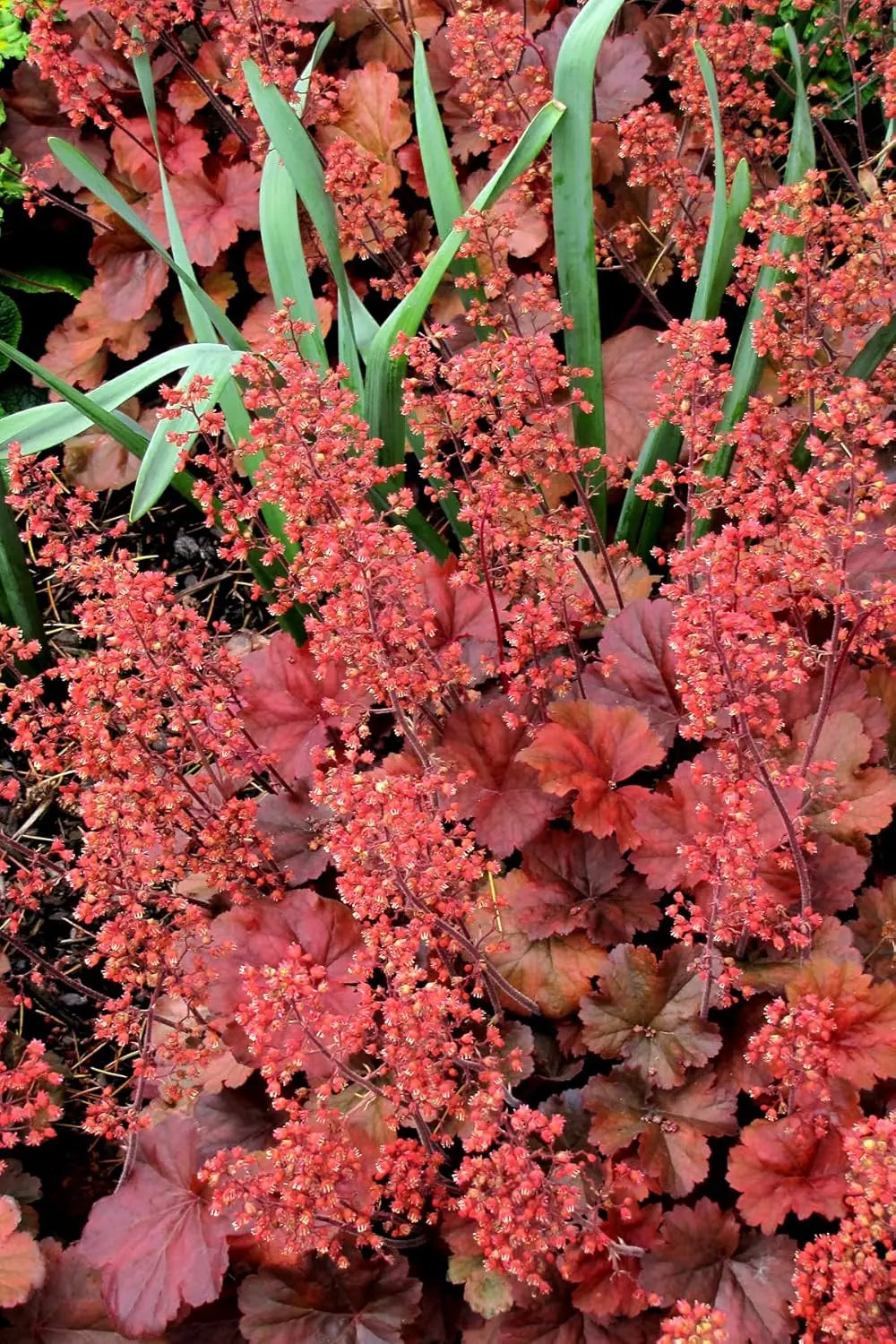Rote Heuchera Hybride 'Cherry Cola' Staude mit dunkelroten Blättern, gepflanzt in Gartenbeet, von Stauden Gänge.