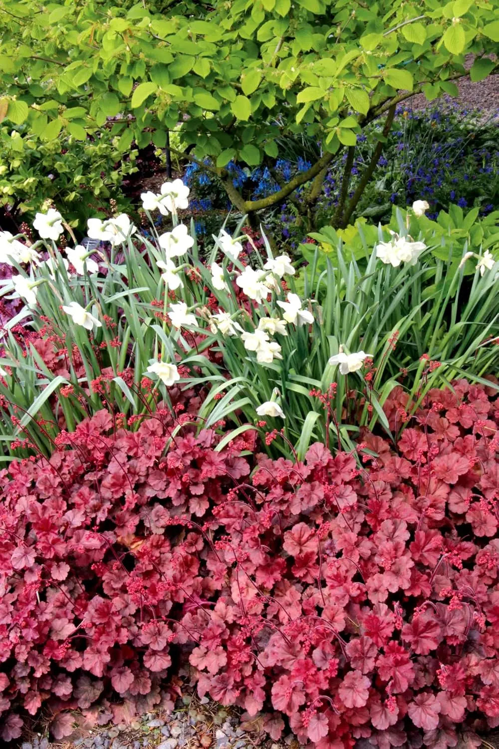 Rote Heuchera Hybride 'Cherry Cola' als Staude, mit dunkelroten Blättern und zarten Blüten, von Stauden Gänge.