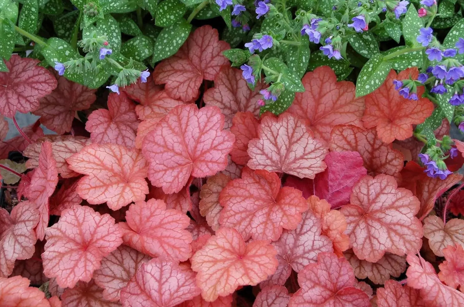 Heuchera Hybride 'Georgia Peach' Purpurglöckchen Staude mit orangefarbenen Blättern, Stauden Gänge, Gartenpflanze