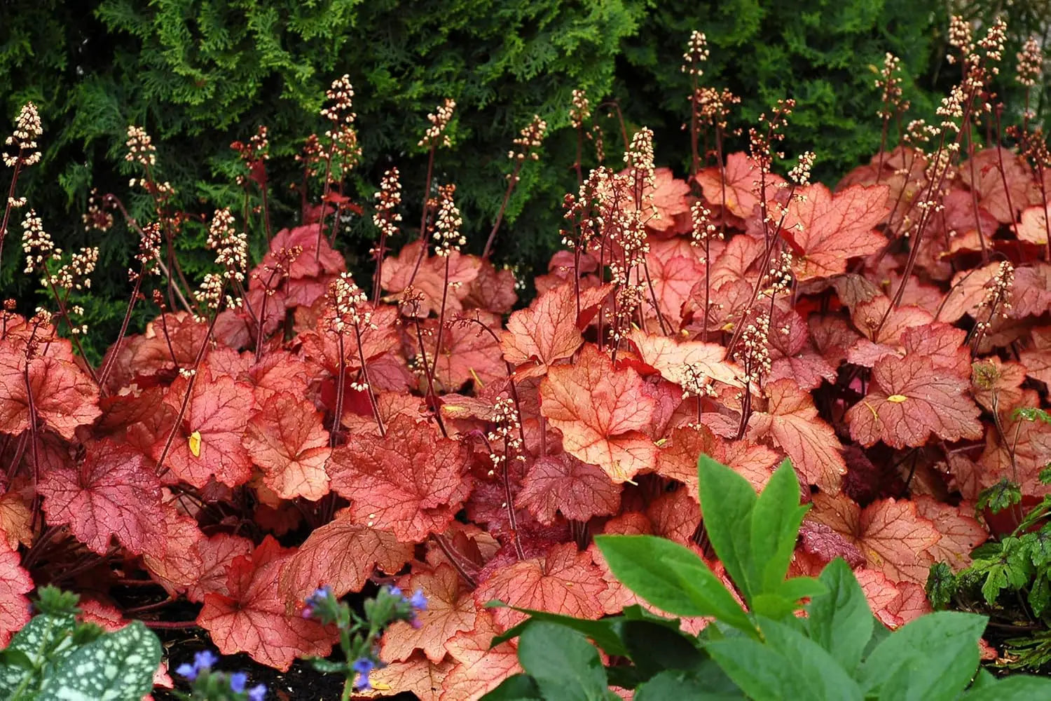 Heuchera Hybride 'Georgia Peach' - Purpurglöckchen Staude mit orangen bis peachfarbenen Blättern, im Garten.
