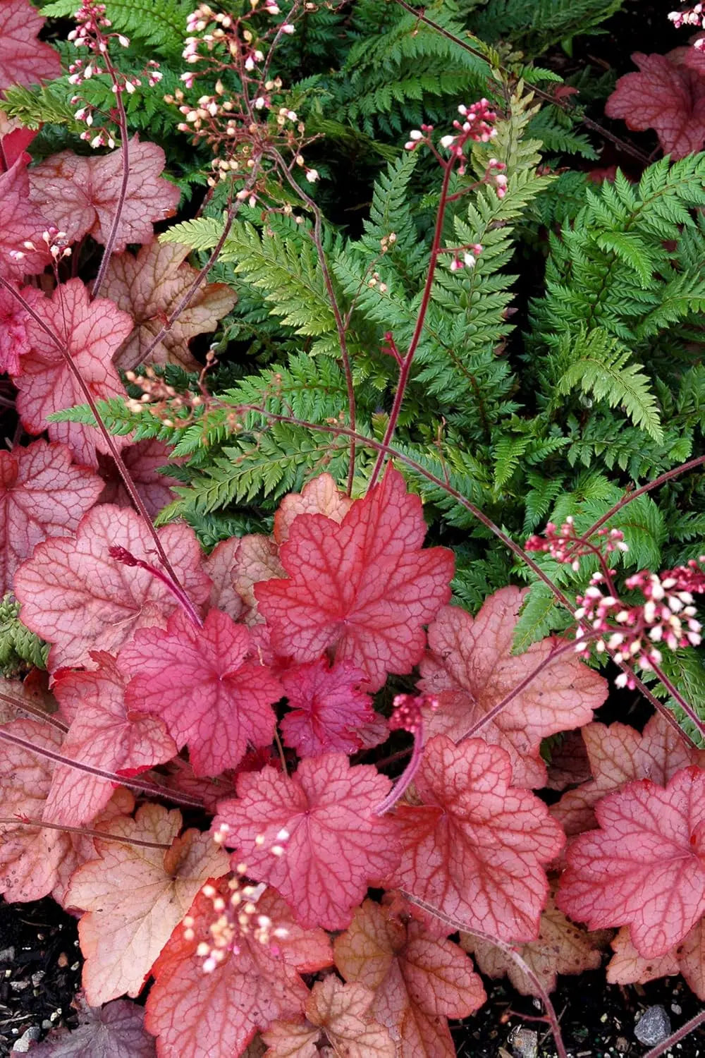 Heuchera Hybride 'Georgia Peach' Staude mit orange-rosafarbenen Blättern, schattiger Standort, von Stauden Gänge