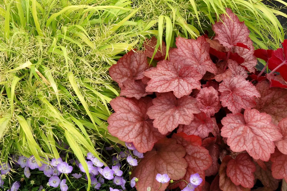 Heuchera Hybride 'Georgia Peach' Purpurglöckchen Staude von Stauden Gänge, mit orangefarbenen Blättern und zarten Blüten.