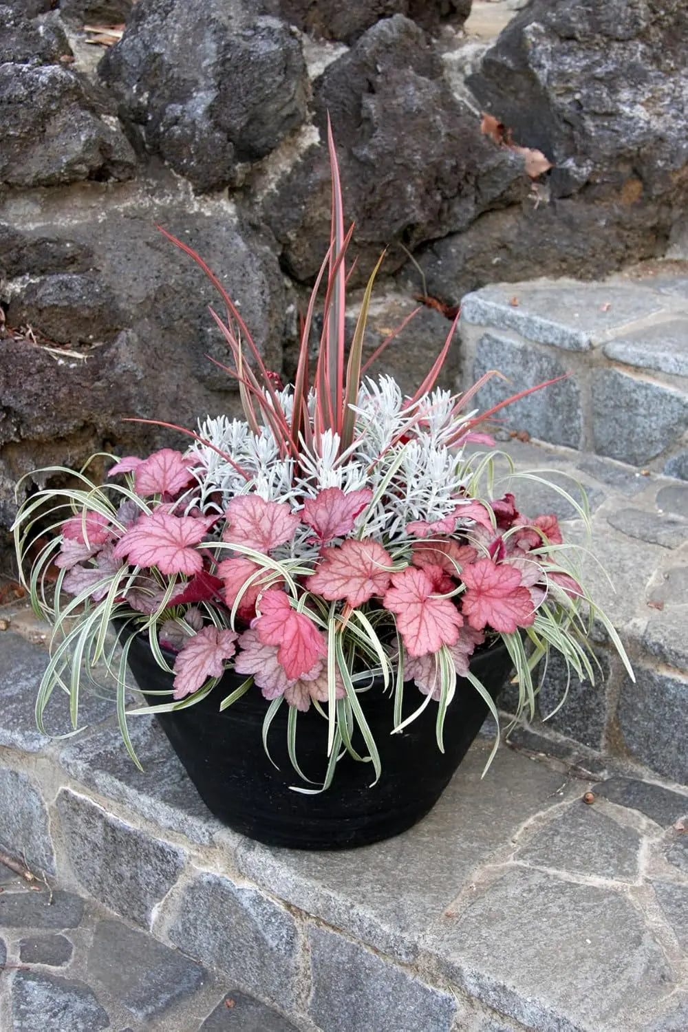 Heuchera Hybride 'Georgia Peach' Purpurglöckchen Staude von Stauden Gänge mit orange-rosa Blättern in Gartenbeet