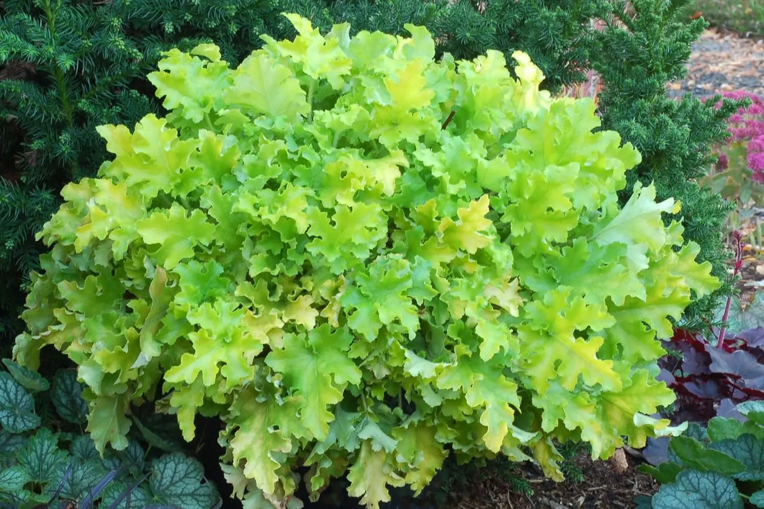 Heuchera Hybride 'Lime Marmalade' Purpurglöckchen Staude von Stauden Gänge, grüne und gelbe Blätter, lebendige Staudenpflanze
