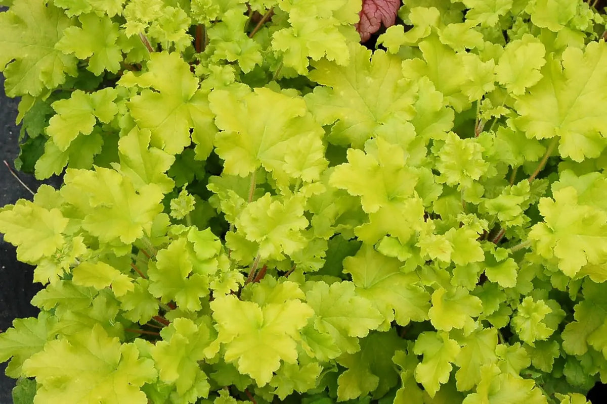 Heuchera Hybride 'Lime Marmalade', Purpurglöckchen Staude von Stauden Gänge mit limegrünen und purpurnen Blättern