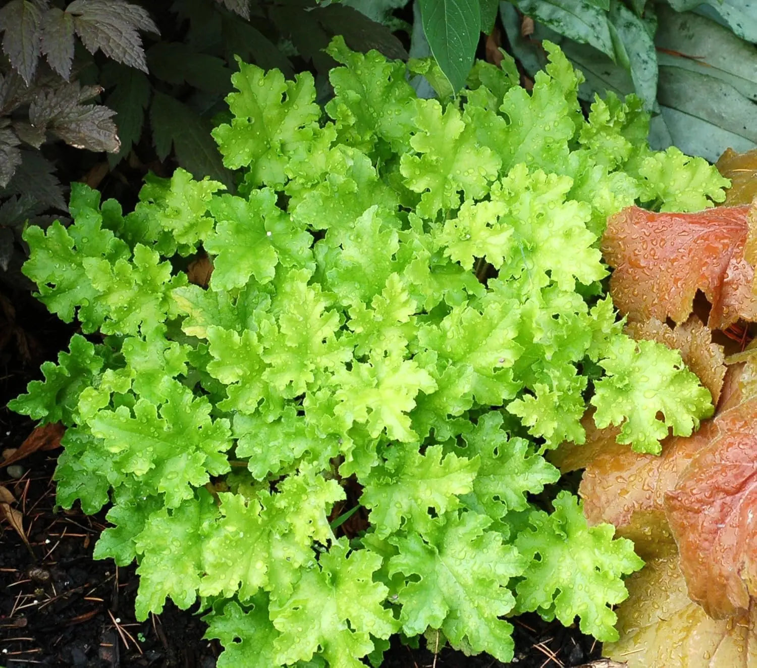 Heuchera Hybride 'Lime Marmalade' vom Stauden Gänge, purpurrote Staude mit limettengrünen Blättern, ideal für Gartenbeete.