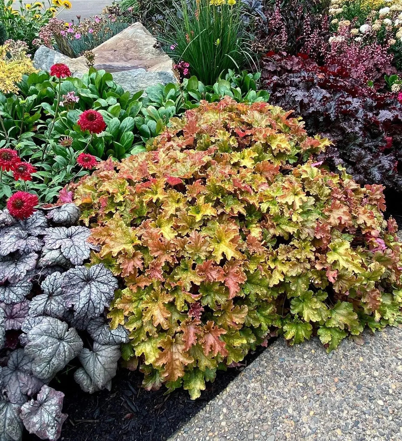 Heuchera Hybride 'Marmalade' Purpurglöckchen Staude von Stauden Gänge, grüne Blätter mit orangefarbenen Tönen.