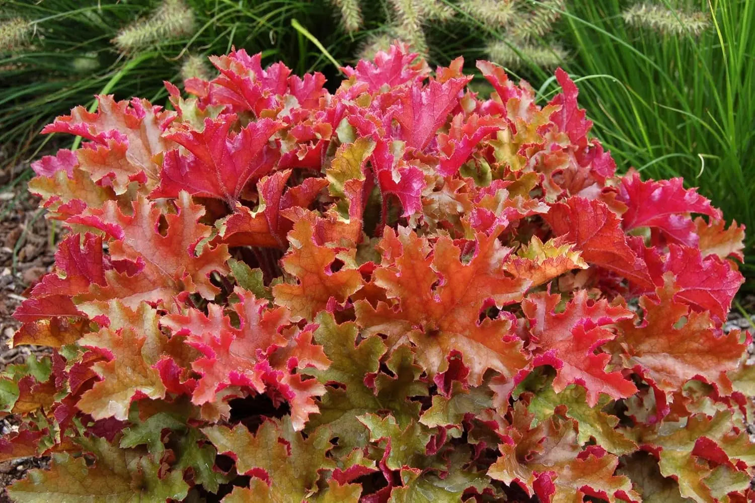 Heuchera Hybride 'Marmalade' Purpurglöckchen Staude von Stauden Gänge mit orangefarbenen Blättern