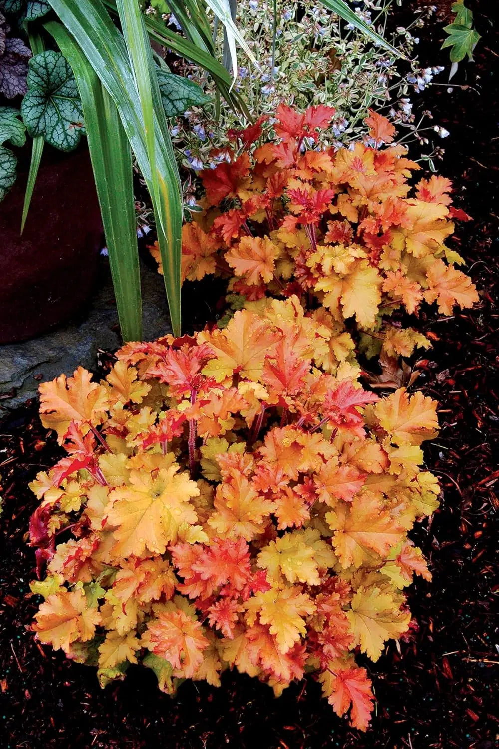 Heuchera Hybride 'Marmalade' Purpurglöckchen Staude von Stauden Gänge, mit orangefarbenen Blättern und grünen Blüten.