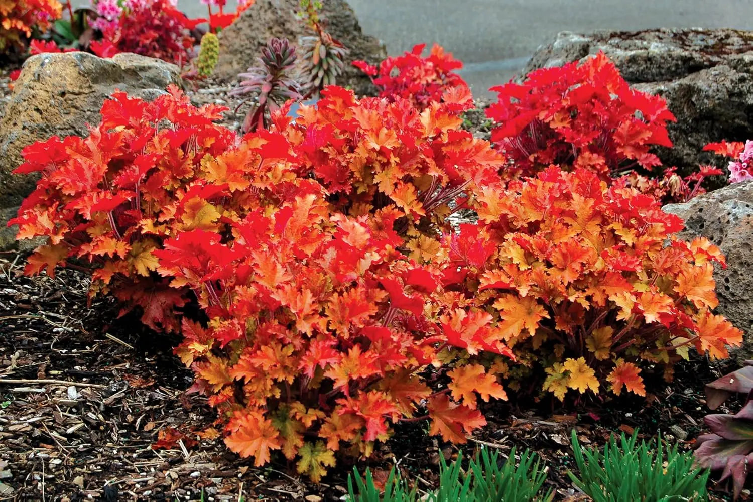 Heuchera Hybride 'Marmalade', Purpurglöckchen Staude von Stauden Gänge, mit orangefarbenen Blättern und zarten Blüten.