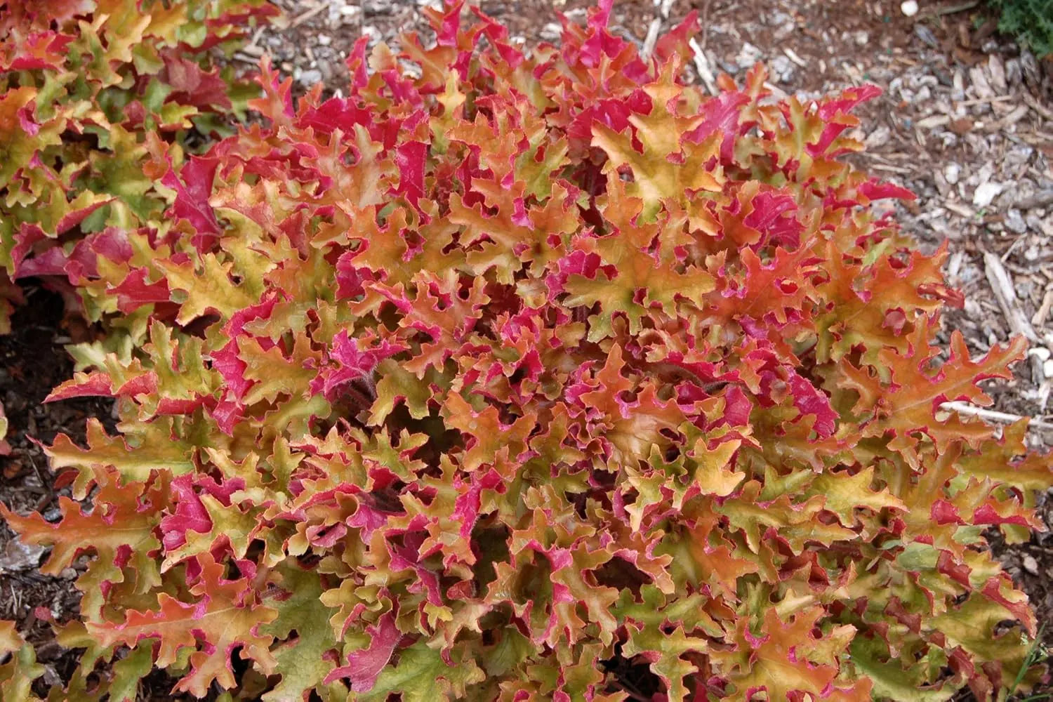 Heuchera Hybride 'Marmalade' Purpurglöckchen Staude von Stauden Gänge, grüne Blätter mit orangefarbenen Tönen