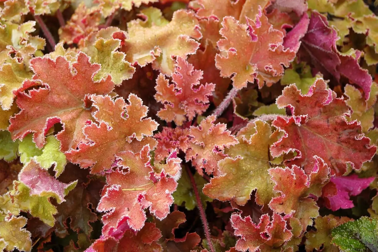 Heuchera Hybride 'Marmalade', Purpurglöckchen Staude von Stauden Gänge mit orangefarbenen Blättern und kleinen Blüten.