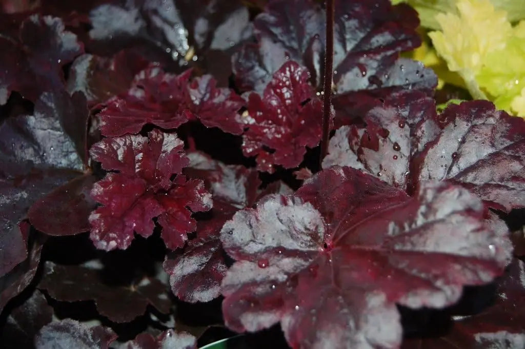 Heuchera Hybride ‚Obsidian‘ Purpurglöckchen Staude von Stauden Gänge, dunkelrote Blätter, im Garten.