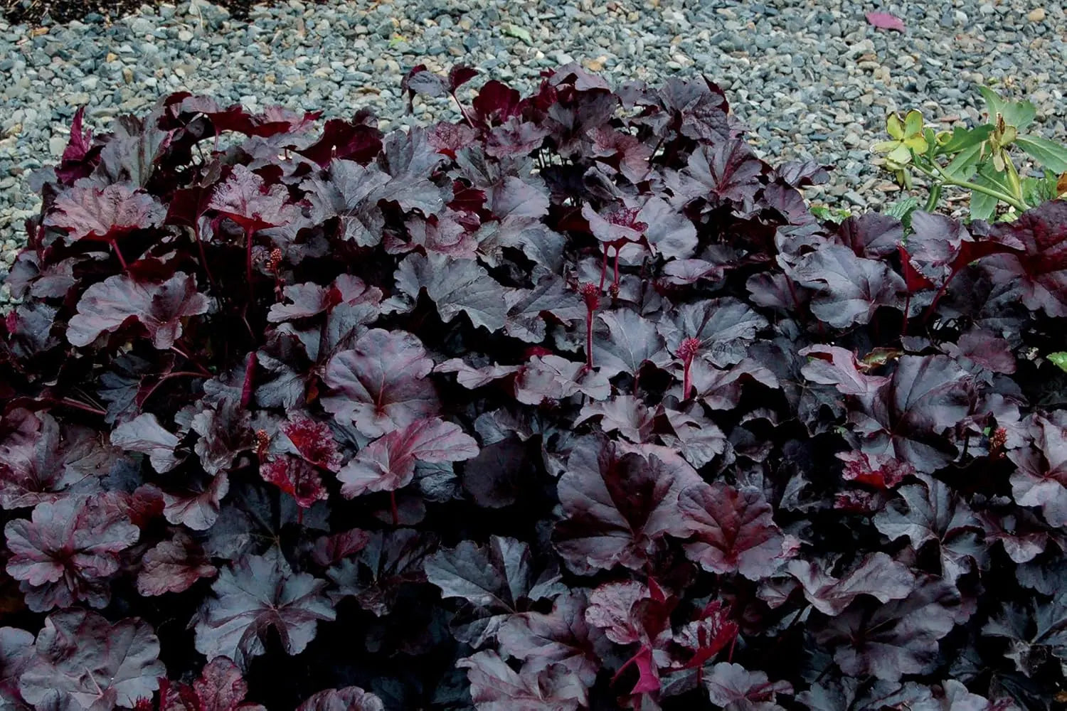 Heuchera Hybride ‚Obsidian‘, Purpurglöckchen Staude von Stauden Gänge, dunkelviolette Blätter, beliebte Gartenpflanze