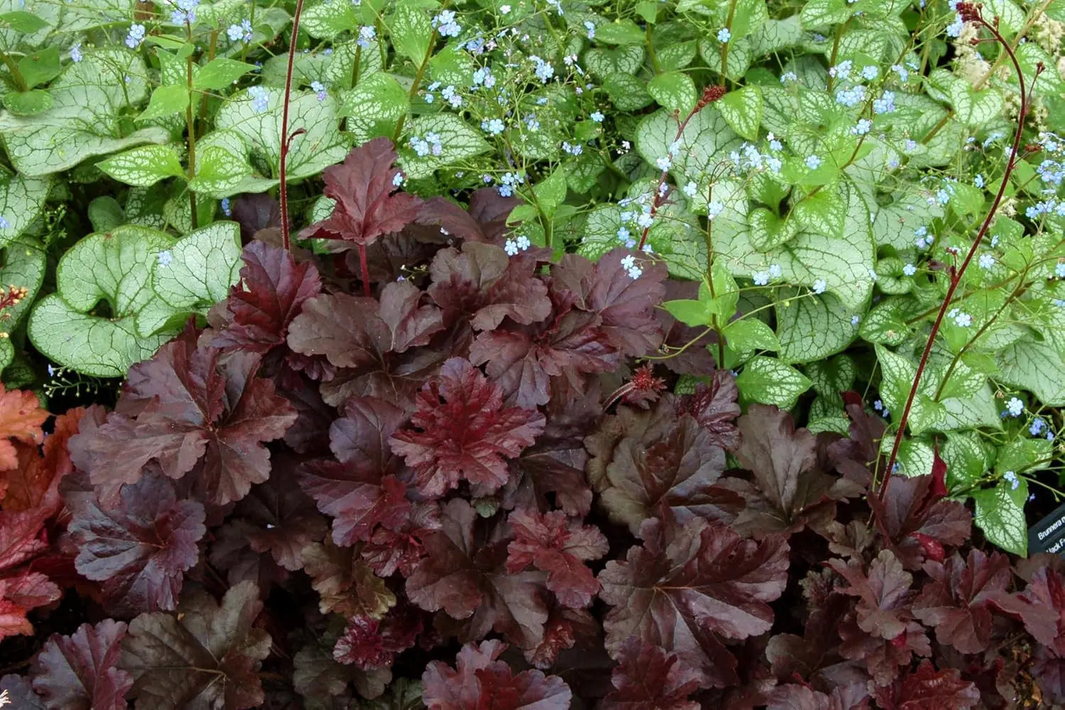 Heuchera Hybride ‚Obsidian‘, Purpurglöckchen Staude von Stauden Gänge, dunkle Blätter und zarte Blüten sichtbar