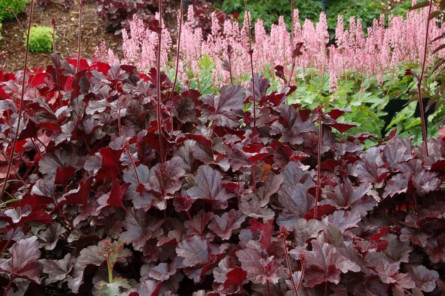 Heuchera Hybride ‚Obsidian‘ Staude mit dunklen, glänzenden Blättern, von Stauden Gänge, Nahaufnahme der Pflanze.