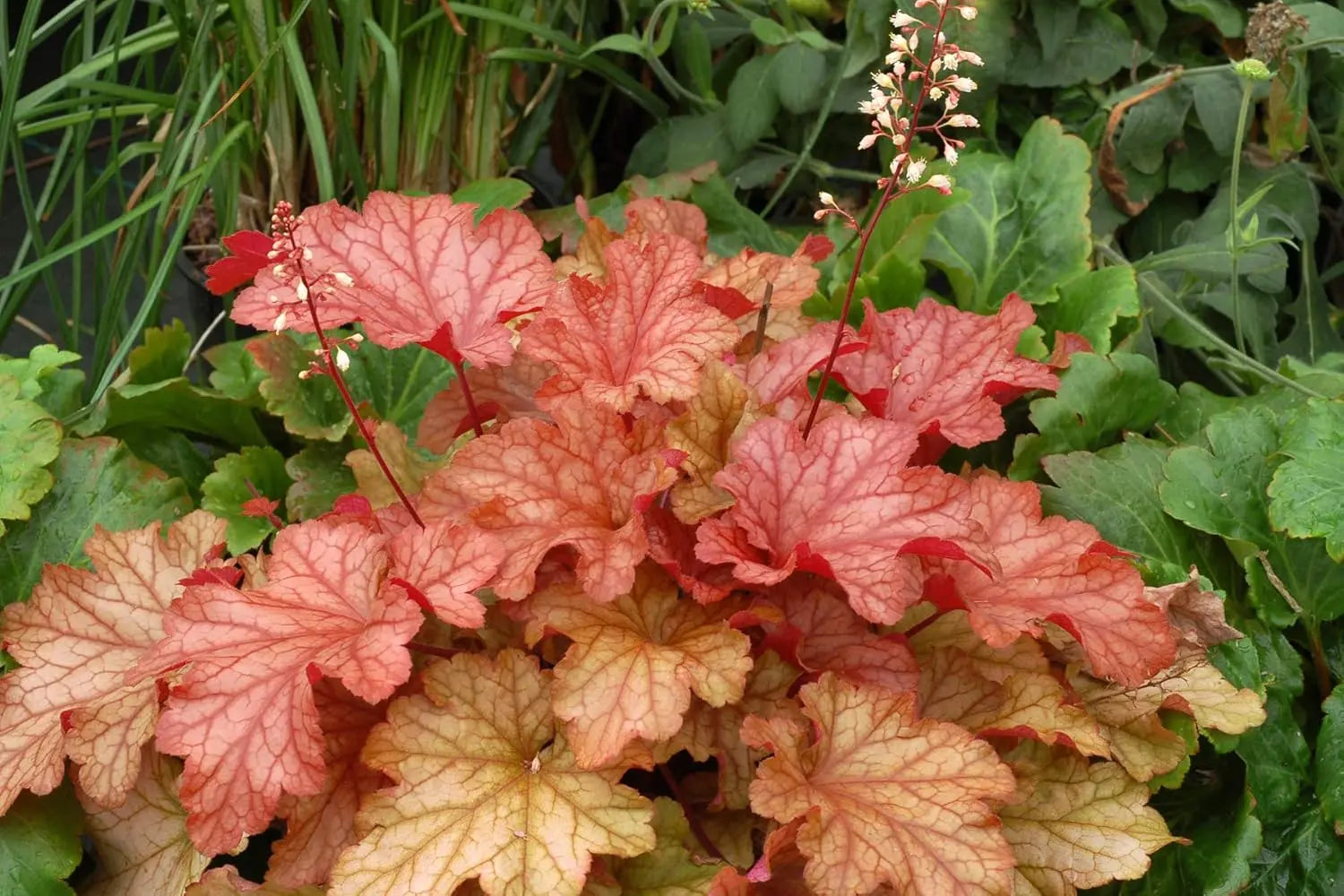Heuchera Hybride 'Paprika', purpurrotes Stauden-Gänge-Purpurglöckchen mit rotem Laub, in Gartenbeet, Nahaufnahme