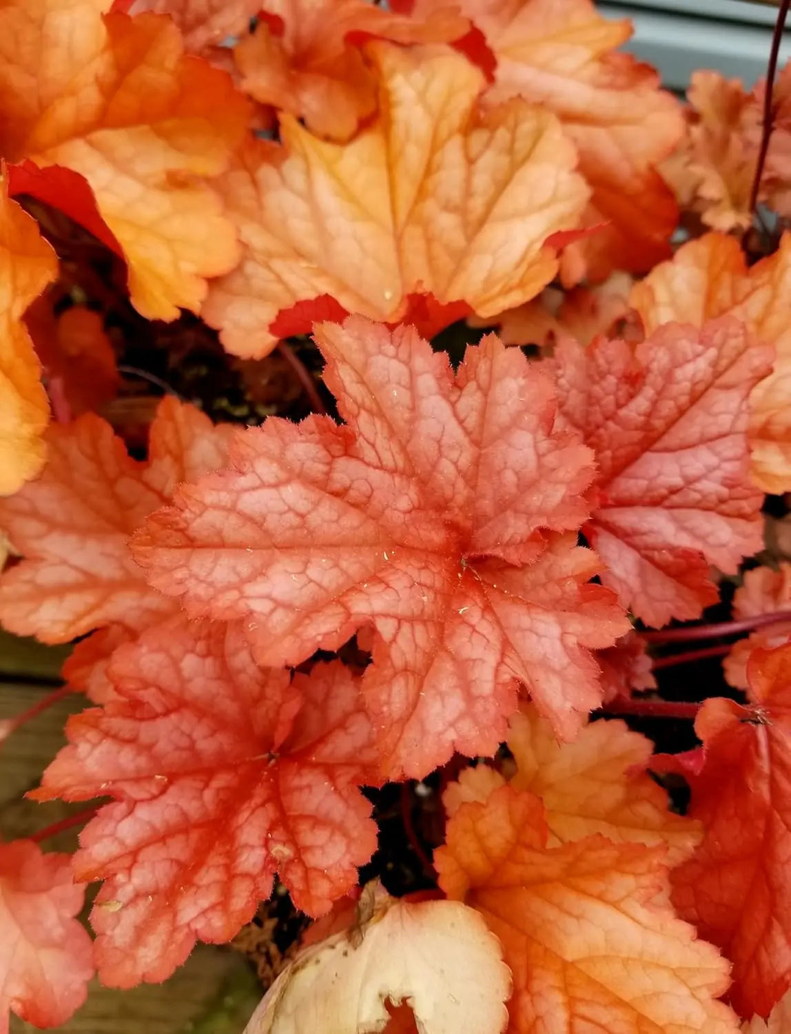 Heuchera Hybride 'Paprika' - Purpurglöckchen Staude mit orangefarbenen Blättern, von Stauden Gänge, Nahaufnahme