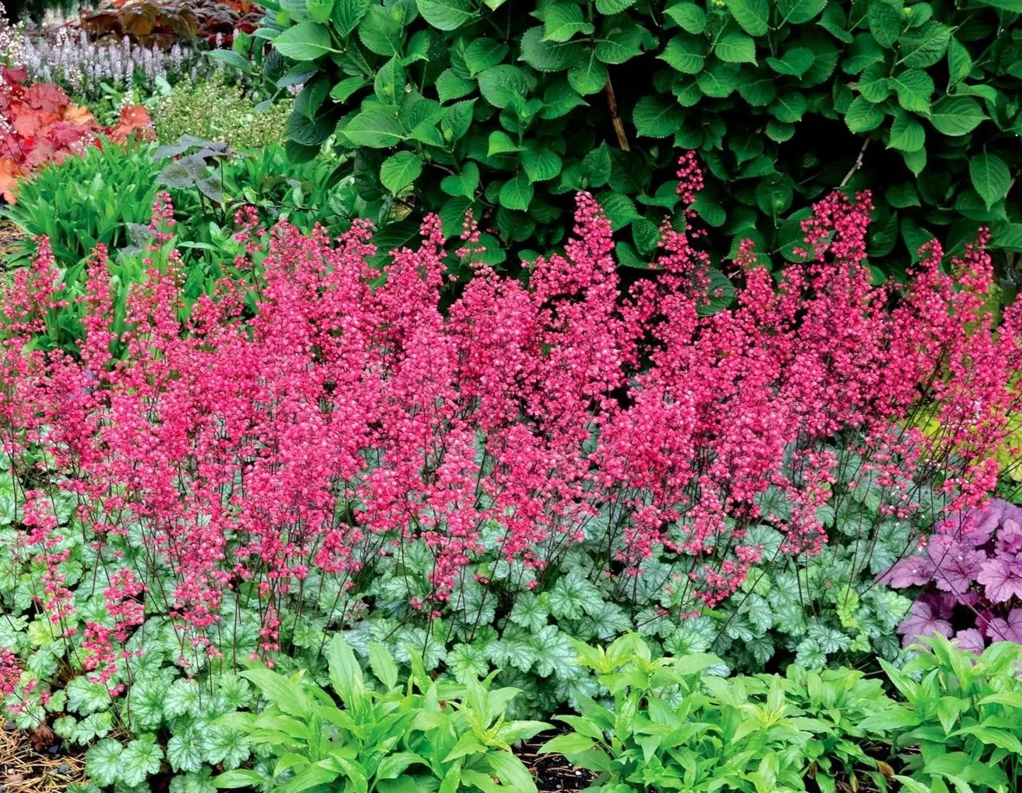 Heuchera Hybride 'Paris' Purpurglöckchen Staude mit dunkelroten Blättern, wächst in Garten, Stauden Gänge.