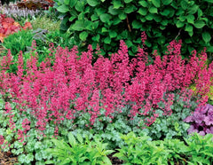 Heuchera Hybride 'Paris' Purpurglöckchen Staude mit dunkelroten Blättern, wächst in Garten, Stauden Gänge.