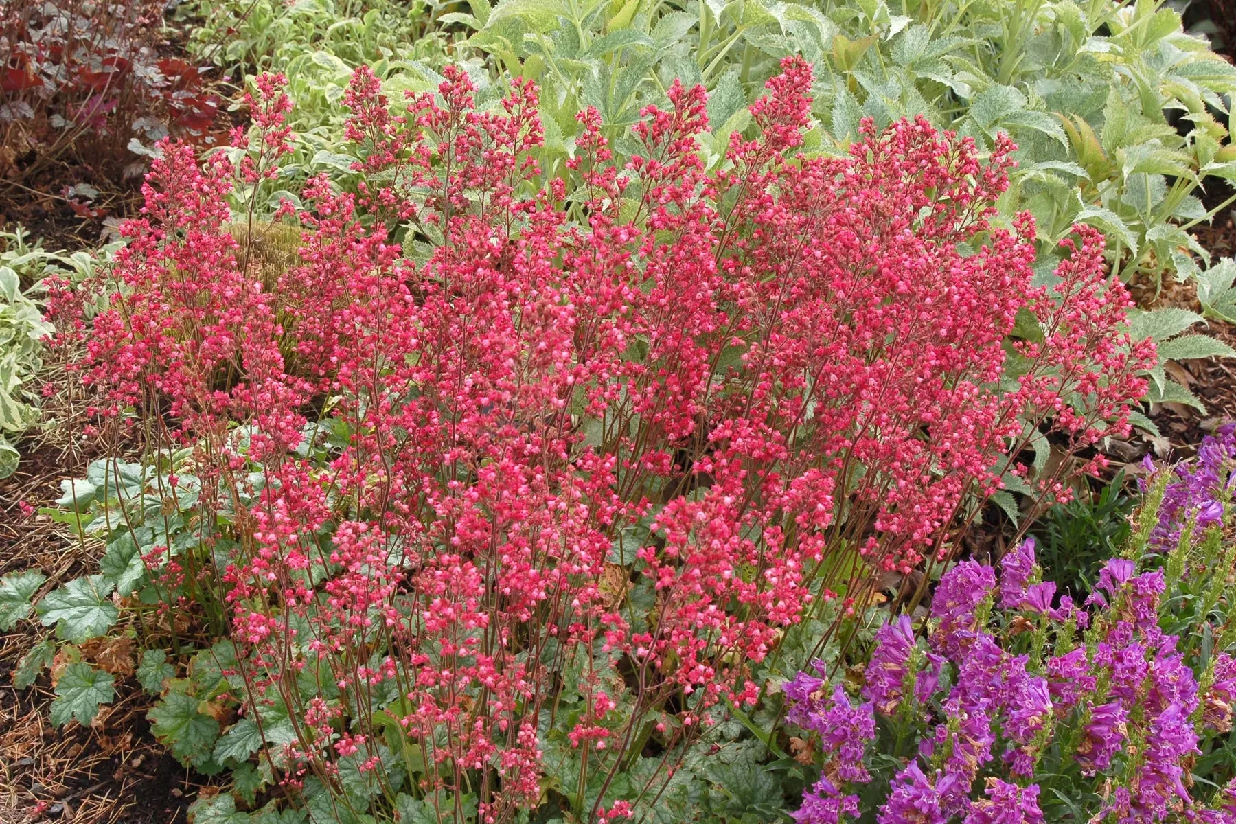 Heuchera Hybride 'Paris', Purpurglöckchen Staude mit roten Blättern, von Stauden Gänge, Nahaufnahme der Pflanze.