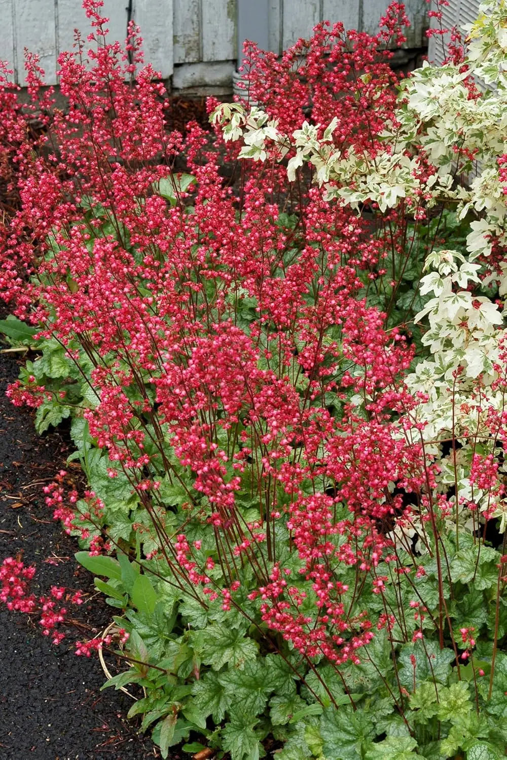 Heuchera Hybride 'Paris' Staude mit purpurfarbenen Blättern, wächst als schöne Staude in Garten und Balkonkasten.