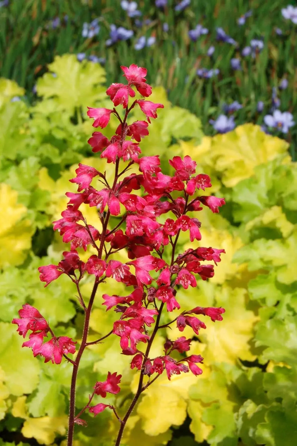Heuchera Hybride 'Paris' - Purpurglöckchen Staude mit dunkelroten Blättern, wächst auf einem Stauden Gänge Gartenbett.