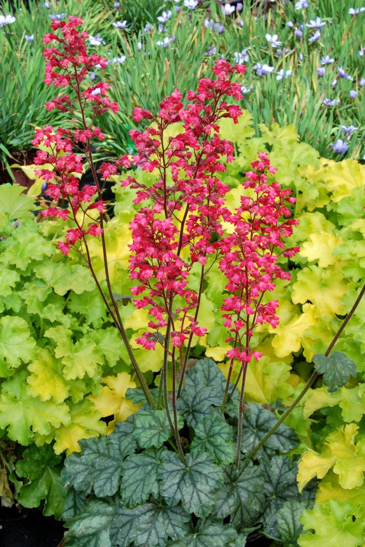 Heuchera Hybride 'Paris' mit purpurfarbenen Blättern, robuste Staude von Stauden Gänge, Nahaufnahme der Pflanze
