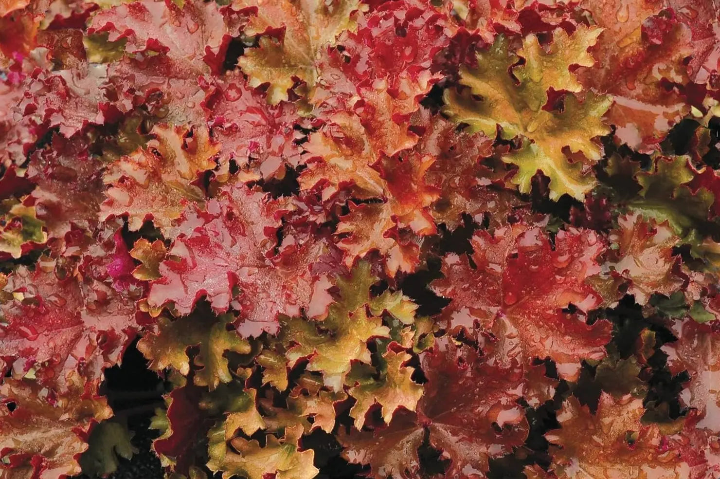 Heuchera Hybride 'Peach Crisp' Staude mit orange-rosafarbenen Blättern, wächst als schöne Purpurglöckchen Staude.